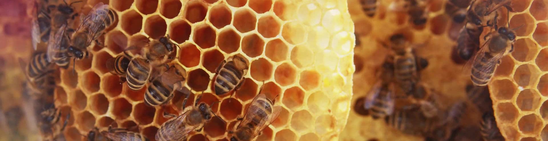 Garden with pollinators